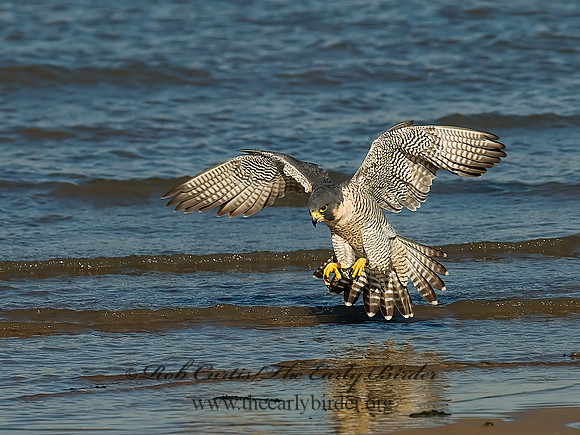 Falco peregrinus  PEREGRINE FALCON 7013462+