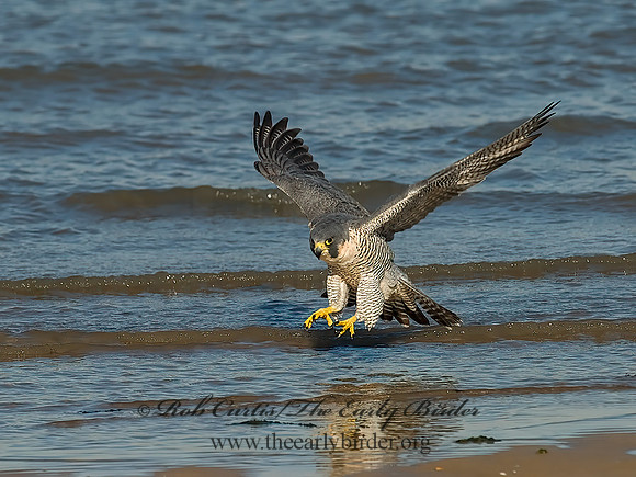Falco peregrinus  PEREGRINE FALCON 7013463+