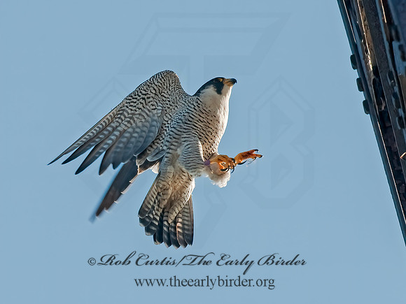Falco peregrinus  PEREGRINE FALCON 8027052+