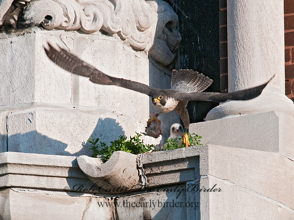 Falco peregrinus  PEREGRINE FALCON 3008507