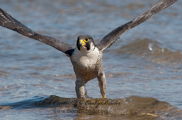Falco peregrinus  PEREGRINE FALCON 8028536+