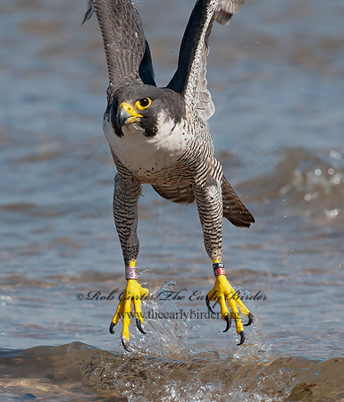 Falco peregrinus  PEREGRINE FALCON 8028537+
