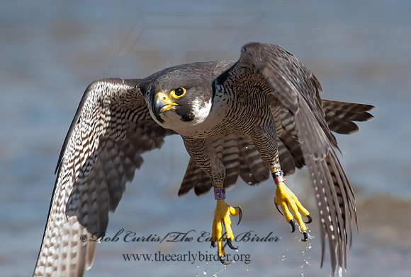 Falco peregrinus  PEREGRINE FALCON 8028538+