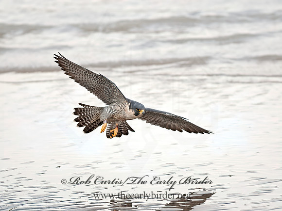 Falco peregrinus  PEREGRINE FALCON 8029792+