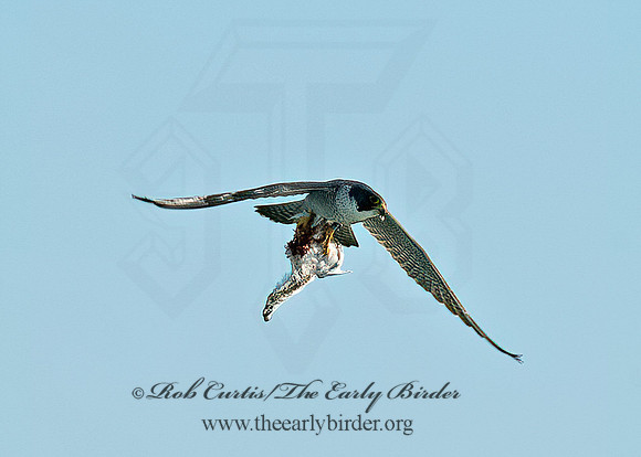 Falco peregrinus  PEREGRINE FALCON 9065479+