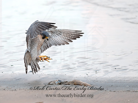 Falco peregrinus  PEREGRINE FALCON 8029793+