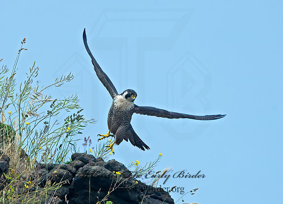 Falco peregrinus  PEREGRINE FALCON 9060582+