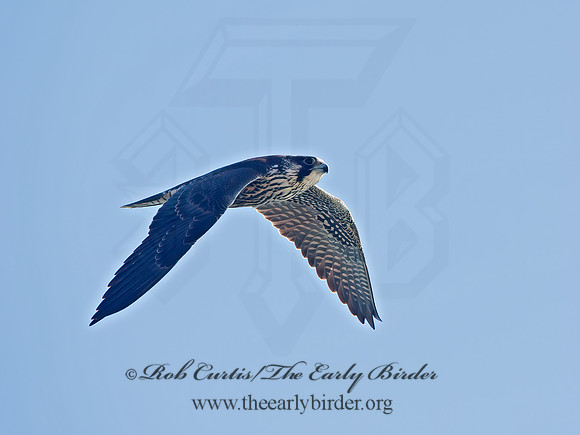 Falco peregrinus  PEREGRINE FALCON 9062146+