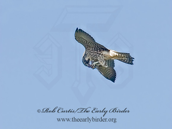 Falco peregrinus  PEREGRINE FALCON 6028175+