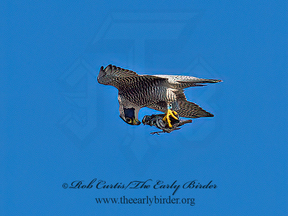 Falco peregrinus  PEREGRINE FALCON 9065029+