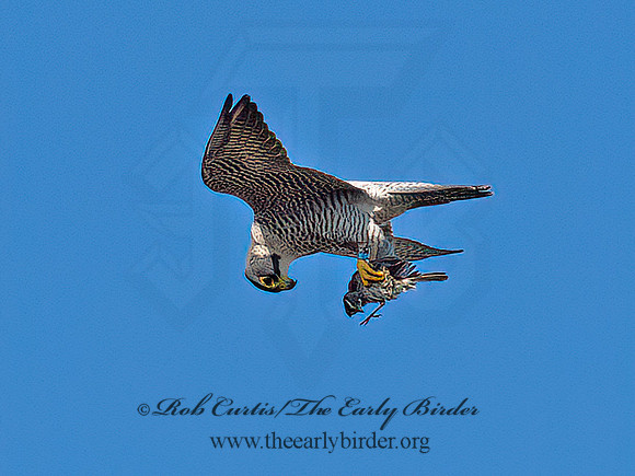 Falco peregrinus  PEREGRINE FALCON 9065033+