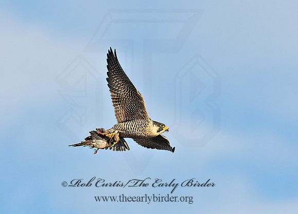 Falco peregrinus  PEREGRINE FALCON 9065194+