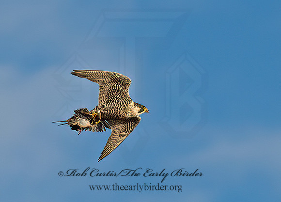 Falco peregrinus  PEREGRINE FALCON 9065198+