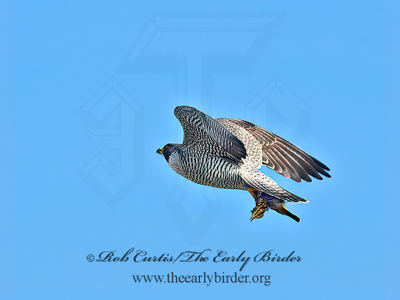 Falco peregrinus  PEREGRINE FALCON 9065392+