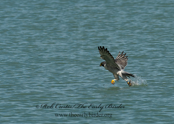 Falco peregrinus  PEREGRINE FALCON 9065569