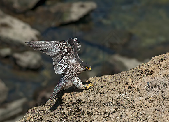 Falco peregrinus  PEREGRINE FALCON 8036245+
