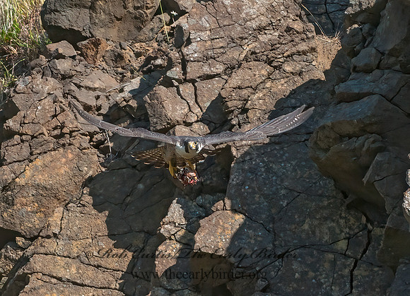 Falco peregrinus  PEREGRINE FALCON 8037481+
