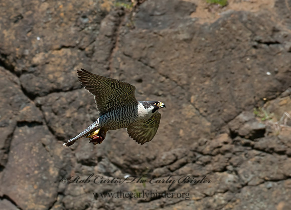 Falco peregrinus  PEREGRINE FALCON 8037499+