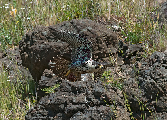 Falco peregrinus  PEREGRINE FALCON 8037509+