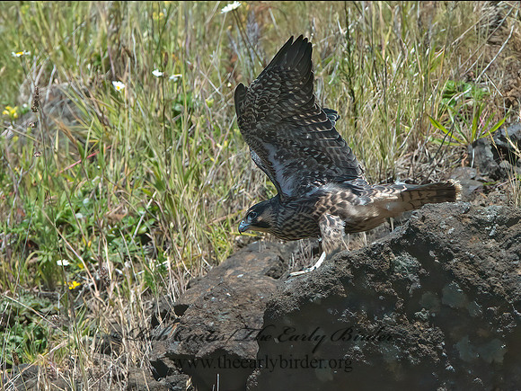 Falco peregrinus  PEREGRINE FALCON 9060529+