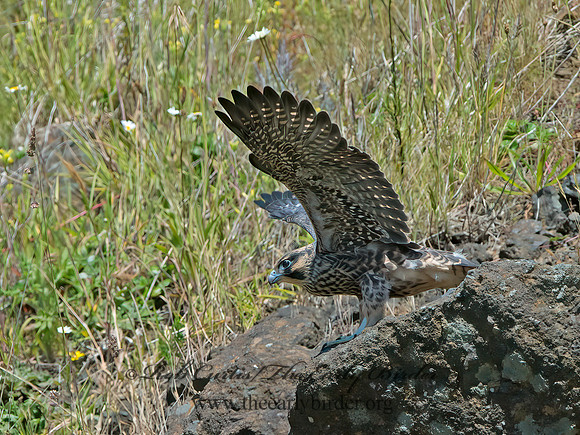 Falco peregrinus  PEREGRINE FALCON 9060530+