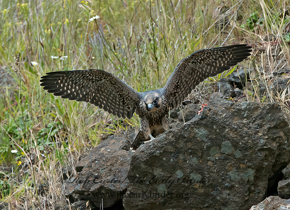 Falco peregrinus  PEREGRINE FALCON 9060556+