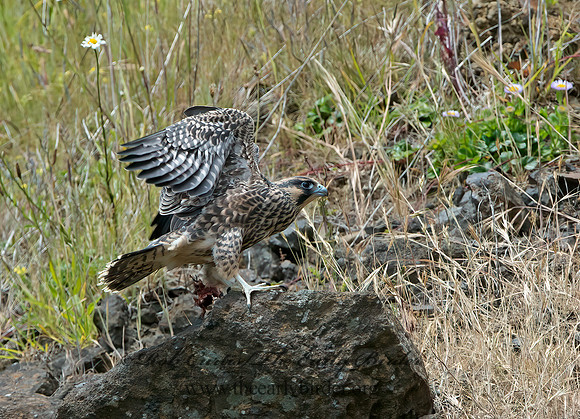Falco peregrinus  PEREGRINE FALCON 9060559+