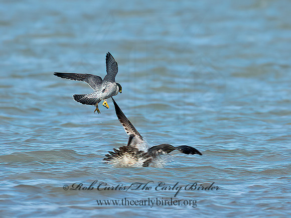 Falco peregrinus  PEREGRINE FALCON 9065302+