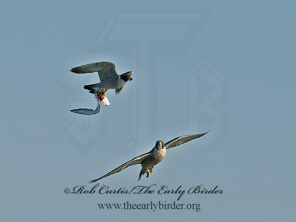 Falco peregrinus  PEREGRINE FALCON 9065466+