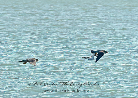 Falco peregrinus  PEREGRINE FALCON 9065486+