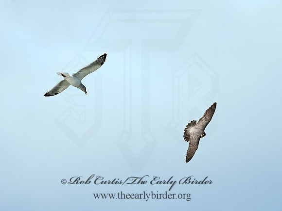 Falco peregrinus  PEREGRINE FALCON 9065498+