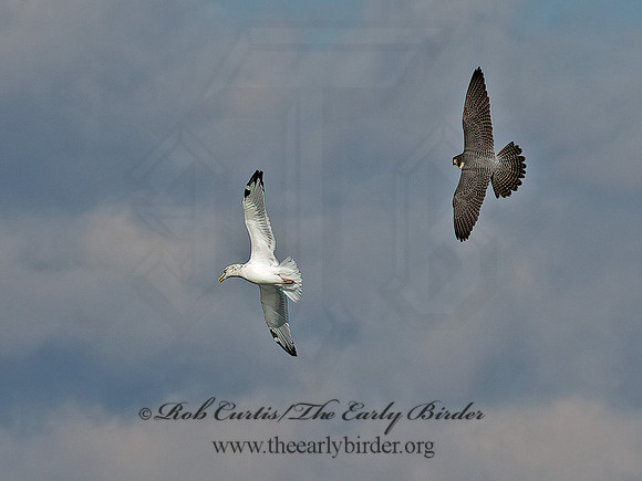 Falco peregrinus  PEREGRINE FALCON 9065513+