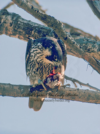 Falco peregrinus  PEREGRINE FALCON 37521+