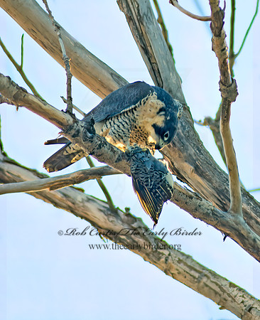 Falco peregrinus  PEREGRINE FALCON 42725+
