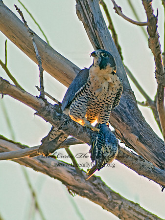 Falco peregrinus  PEREGRINE FALCON 42729+