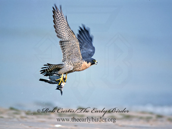 Falco peregrinus  PEREGRINE FALCON 97737,"2"+