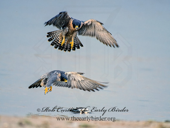 Falco peregrinus  PEREGRINE FALCON 97736,"2"+