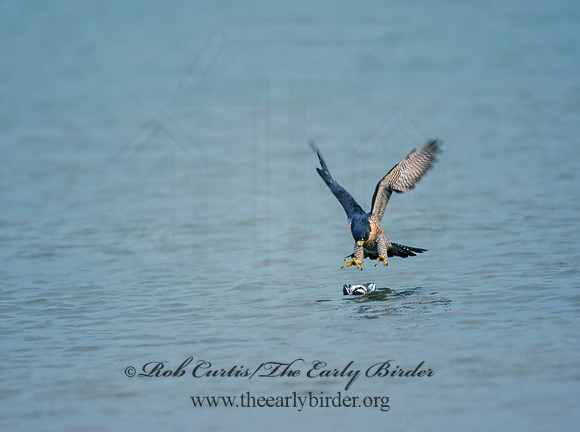 Falco peregrinus  PEREGRINE FALCON 97734+