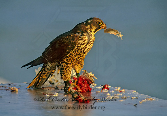 Falco peregrinus  PEREGRINE FALCON 247511+