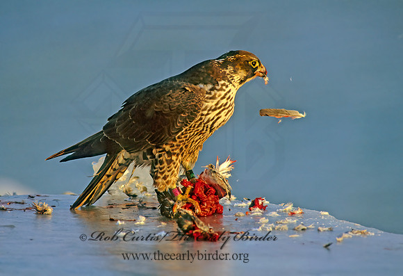 Falco peregrinus  PEREGRINE FALCON 247512+