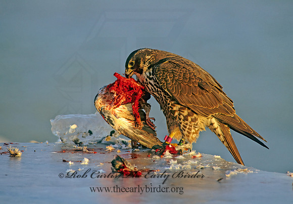 Falco peregrinus  PEREGRINE FALCON 247516+
