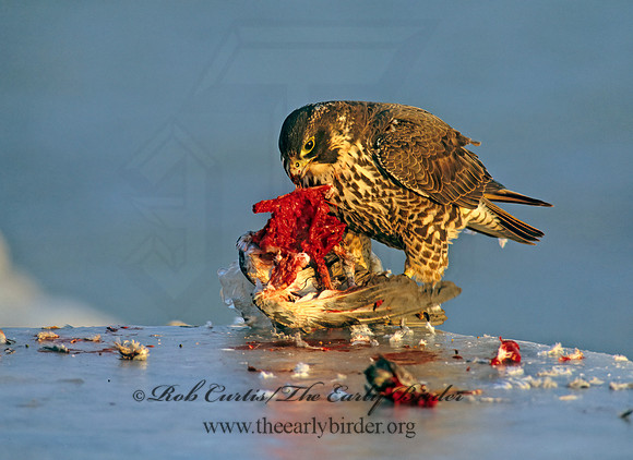 Falco peregrinus  PEREGRINE FALCON 247523+