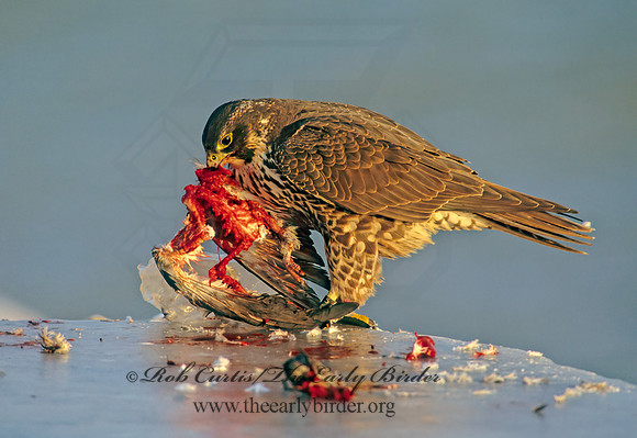 Falco peregrinus  PEREGRINE FALCON 247525+