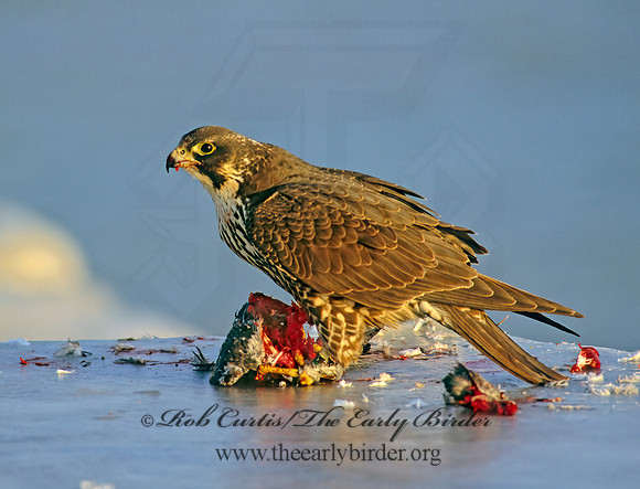 Falco peregrinus  PEREGRINE FALCON 247529+