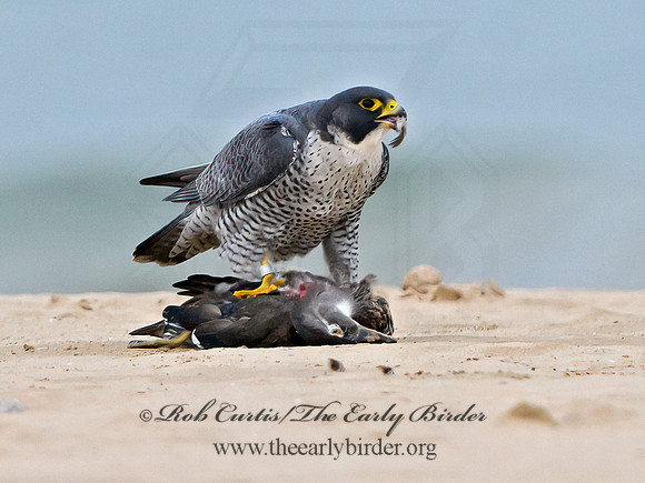 Falco peregrinus  PEREGRINE FALCON 1307744+