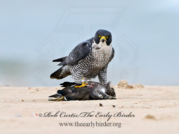 Falco peregrinus  PEREGRINE FALCON 1307747+