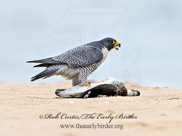 Falco peregrinus  PEREGRINE FALCON 1307782+