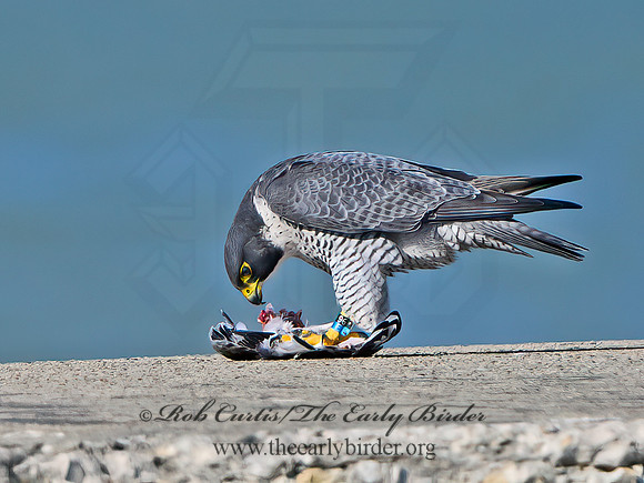 Falco peregrinus  PEREGRINE FALCON 1308174+
