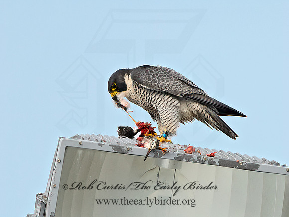 Falco peregrinus  PEREGRINE FALCON 1307879+