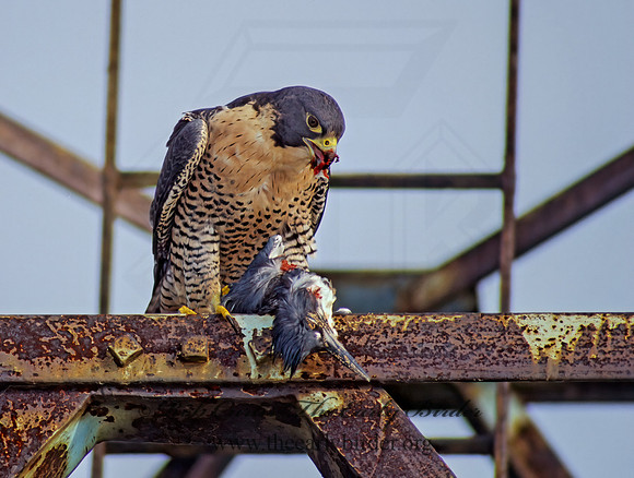 Falco peregrinus  PEREGRINE FALCON 97815+